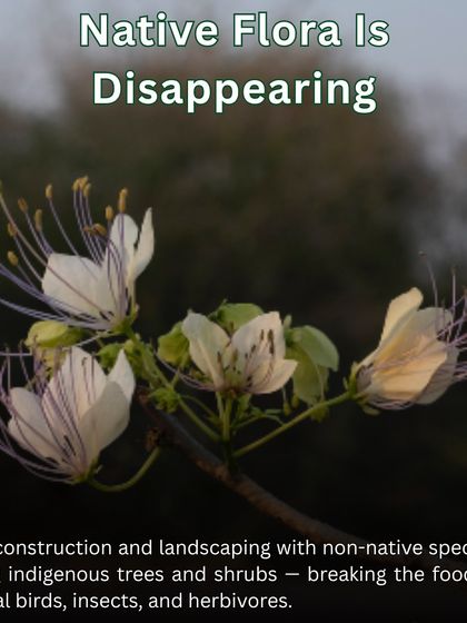Native flora is disappearing due to rapid construction. We focus on reintroducing indigenous trees and shrubs, like the one pictured, to mend the broken food chain for local birds and insects.