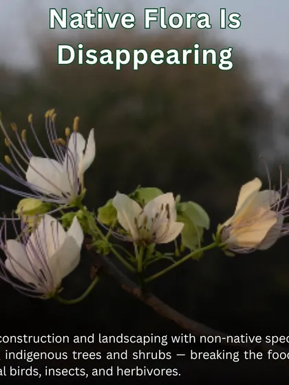 Native flora is disappearing due to rapid construction. We focus on reintroducing indigenous trees and shrubs, like the one pictured, to mend the broken food chain for local birds and insects.