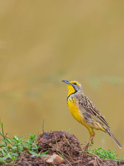 A Yellow-throated Longclaw perched on a small mound in Amboseli National Park. Its bright yellow throat is a splash of color in the dry grasslands.