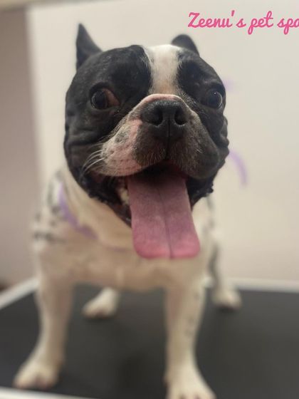 Zeenu's Pet Spa - Dog Grooming & Spa We Love All Breeds photo 10