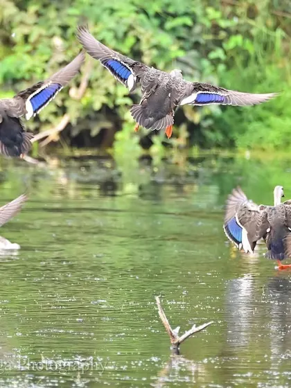 A veritable arc of speculums is created as a flock of Spot-billed Ducks lands on the water. The synchronized movement and flashing colors create a moment of chaotic beauty.