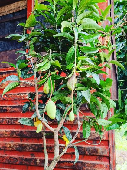 Another shot of a young Thai mango tree with fruit. It's very rewarding to grow your own food, and I can help you get started.