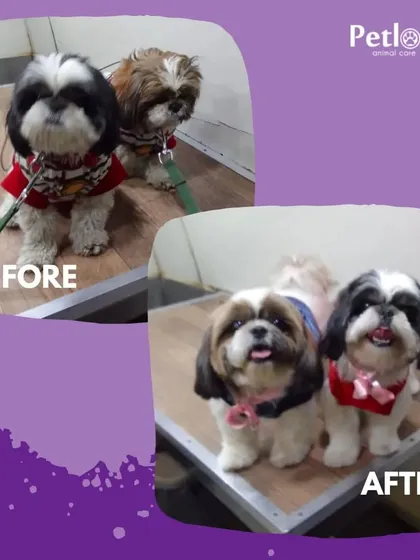 Making your pets picture-perfect. This pair of Shih Tzus is looking absolutely adorable and ready for their photo-op after their grooming.