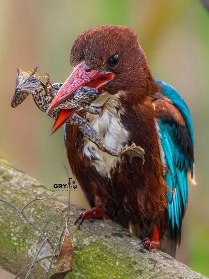 A powerful and raw moment of survival in the wild. This White-throated Kingfisher has just secured its meal. Capturing these real-life dramas is a key part of my work, offering a glimpse into the unfiltered lives of these incredible birds.
