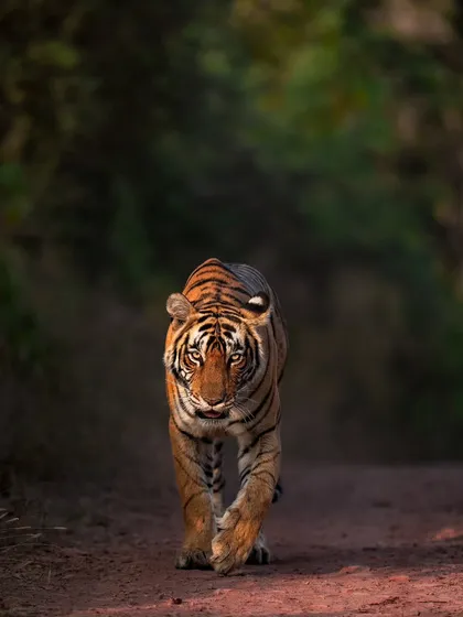 A tiger emerges from the shadows in the Indian jungle. Learning to work with contrasting light is key to creating dramatic and powerful wildlife images.