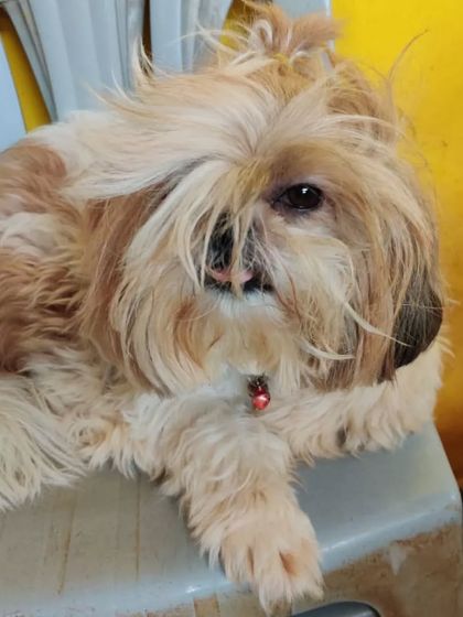 PetStepin - Pet Boarding & Daycare Portraits of Our Happy Guests photo 51