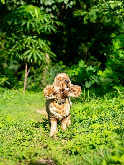 Coco the Cocker Spaniel's ears fly as he runs through a path in the woods. This shot is all about capturing motion and joy.