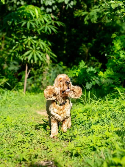 Coco the Cocker Spaniel's ears fly as he runs through a path in the woods. This shot is all about capturing motion and joy.