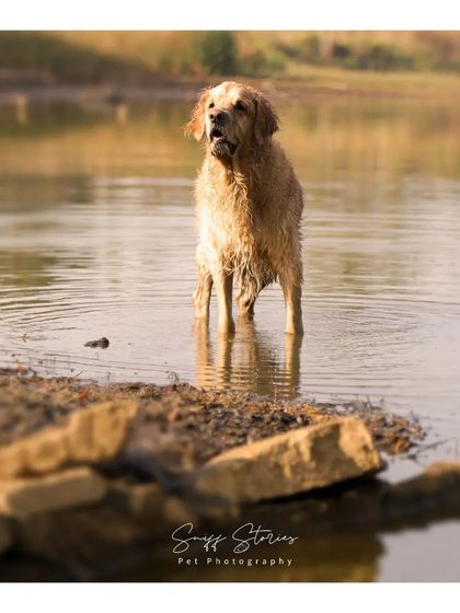 Sniff Stories - Pet Videography Soulful Portraits photo 4