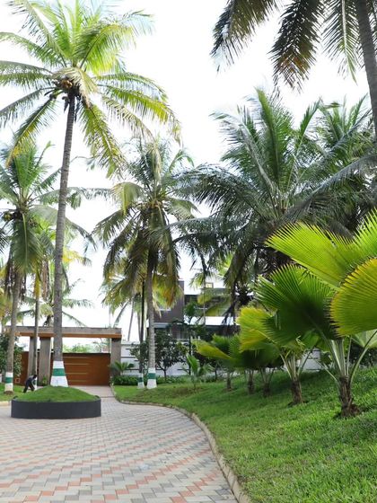 A panoramic view of the palm-lined driveway, demonstrating the scale of the planting and the long-term vision for the property's landscape.