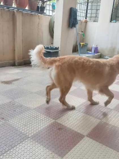 Another shot of the clean and happy Golden Retriever post-grooming.