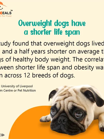 This collection of infographics and product shots provides a comprehensive guide to understanding, preventing, and managing dog obesity with my specialized diet plans and responsible treating tips.