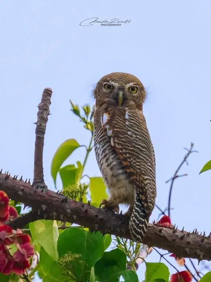 A Jungle Owlet stares directly into my lens. These small owls are masters of camouflage, and capturing one out in the open during the day is always a treat.