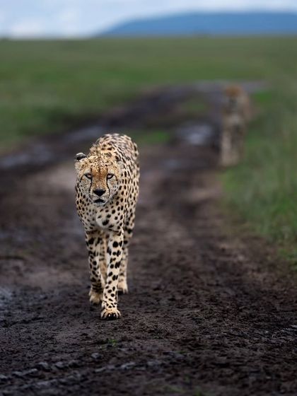 Lions & Cheetahs of the African Savannah photo 10