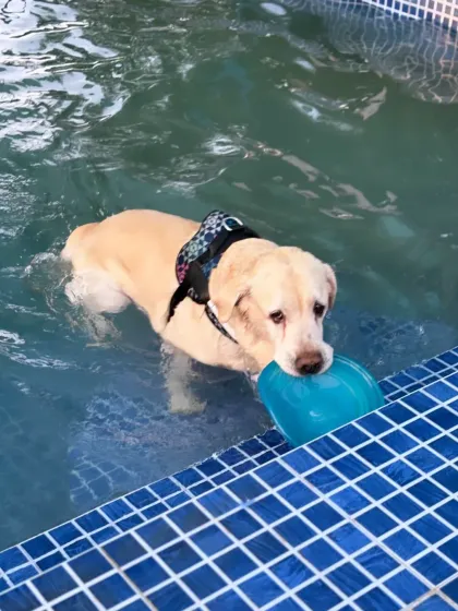 This Labrador is all set for a game of fetch in the water, holding his favorite toy. The pool adds an extra layer of fun to playtime.