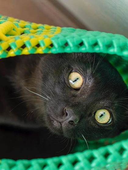 A playful game of peek-a-boo from inside a colorful basket. At-home shoots allow pets to interact with their environment in fun and natural ways.