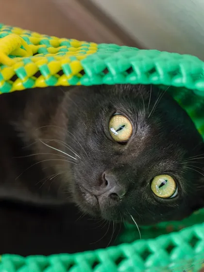 A playful game of peek-a-boo from inside a colorful basket. At-home shoots allow pets to interact with their environment in fun and natural ways.
