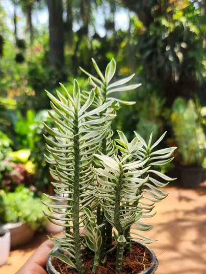 This variegated Pedilanthus has a unique zigzag stem and striking white and green foliage. It's a type of succulent that adds architectural interest.