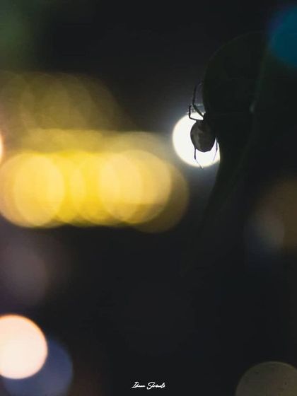A silhouette of a spider against the colorful bokeh of Diwali lights. This image captures the festive atmosphere by using the out-of-focus lights to create a vibrant, celebratory background for a tiny subject.