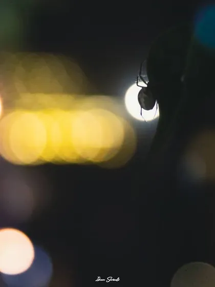 This shot captures a spider's silhouette against a backdrop of colorful Diwali lights. I used a wide aperture to turn the distant lights into soft, abstract orbs, framing the subject in a festive, nocturnal scene.
