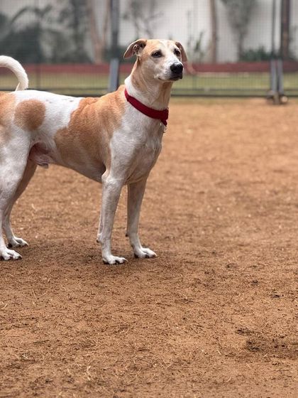 The noble and handsome Yoda, an Indie who is a cherished member of our Pack-9 family.