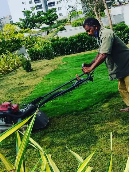 Regular lawn mowing is key to a healthy garden. Here, one of our gardeners is providing routine lawn care, ensuring the grass is kept at an optimal height for a neat and tidy appearance in a large residential garden.