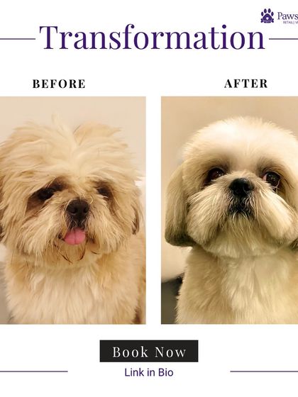 PawsnCollars - Pet Grooming & Spa Grooming Transformations: Before & After photo 7