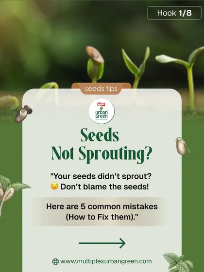 Are your seeds failing to sprout? It's a common frustration for new gardeners, but the solution is often simple. We've identified the top five mistakes and created easy-to-follow guides to help you achieve successful germination every time.