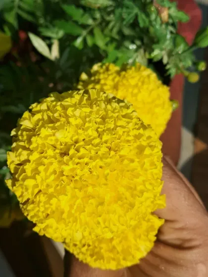 Bhardwaj - Urban Gardening Consultation A Riot of Colorful Flowers photo 107