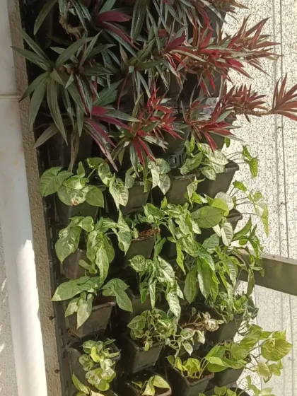 A close-up of a vertical garden showcasing a mix of plant species. I combine plants like red-leafed Cordyline, variegated Syngonium, and trailing Pothos to create a rich tapestry of color and texture.