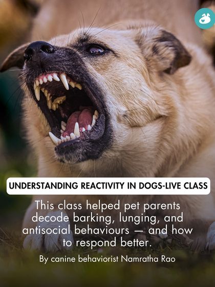 The Pack - Pet Parent Education & Workshops Expert-Led Online Masterclasses photo 36