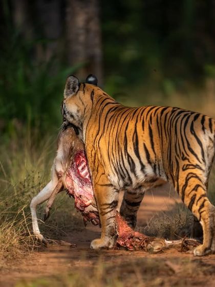 A raw moment from the jungle, a predator with its prized catch. This tiger carries off the remains of a deer.