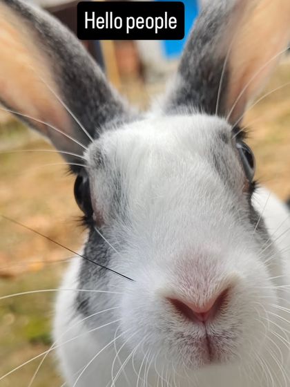 Hello people. This is Potlu the rabbit, and she is not shy at all.