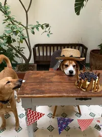 Custom Dog Bakery