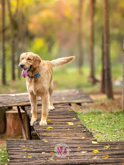 This is what freedom looks like. An outdoor adventure session with Asher, where he could just be himself on this rustic wooden ramp, tongue out and tail held high.