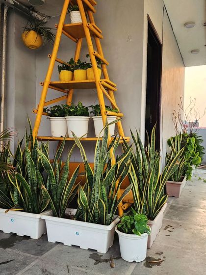 Delhi Gardner - Full-Service Landscaping Urban Green Spaces: Balconies, Terraces & Vertical Gardens photo 12