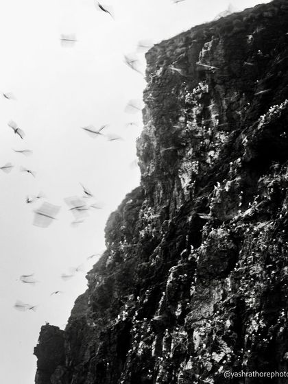 A creative, slow-shutter monochrome image of a Kittiwake colony. The motion blur of the flying birds contrasts with the sharp detail of the cliff, creating an abstract and dynamic piece of art.