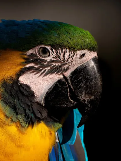 The vibrant colours of this Blue-and-yellow Macaw pop against the dark background, a signature of my fine art pet portrait style. I focus on capturing the sharp intelligence in their eyes and the fine details of their plumage, turning a simple portrait into a stunning piece of art.