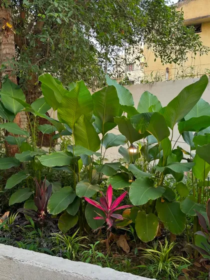 A lush planting of Calathea Lutea, with a pop of red from a Cordyline plant. This combination of colors and textures creates a vibrant and dynamic garden bed.