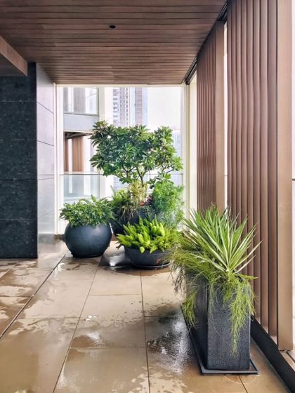 A superbly curated plant arrangement in custom pots on a wet, rainy day. We love giving our plants a good wash, it's one of the best ways to keep them healthy and vibrant.