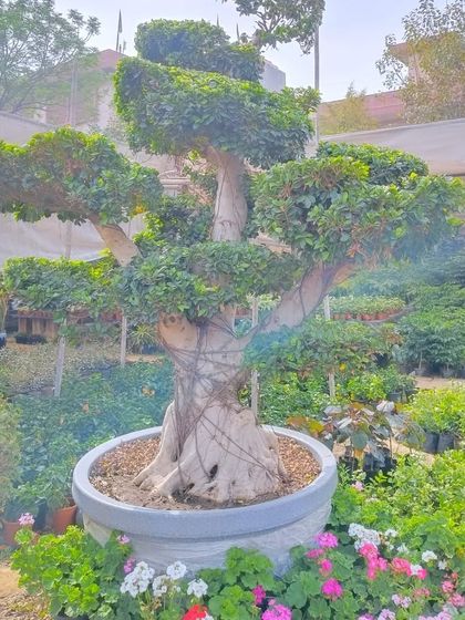 Another view of the Ficus microcarpa multi-ball bonsai, highlighting its dense foliage and strong structure.