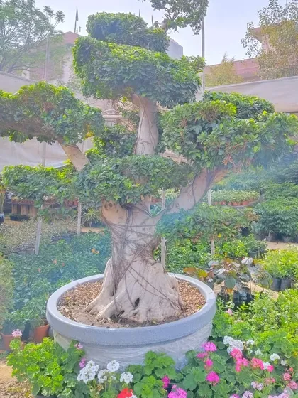 Another look at a Ficus microcarpa 'multiball' bonsai, surrounded by colourful seasonal flowers. It shows how these structured trees can anchor a garden bed.