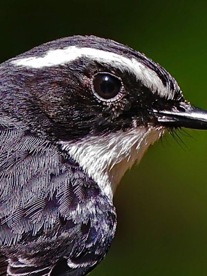 A detailed portrait of a male Gray Bushchat. The image clearly shows its distinct white supercilium, which contrasts sharply with its black face and grey body.