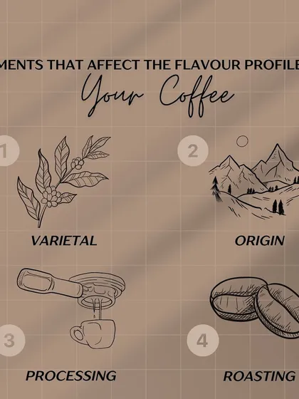 An illustration of the four main elements that affect a coffee's flavor profile: varietal, origin, processing, and roasting.
