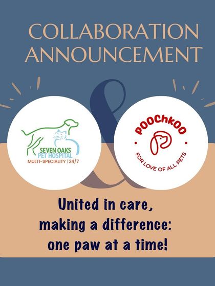 Poochkoo - Pet Activities & Adventures Meet the Pack: Our Team & Our Promise photo 4