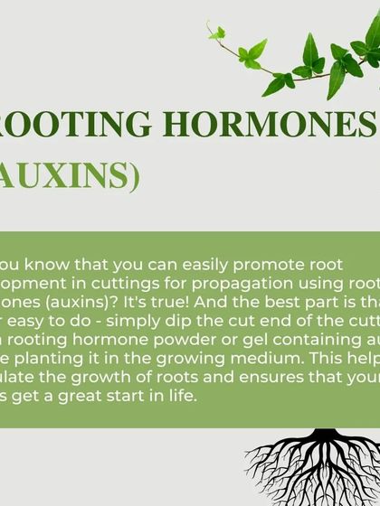 We use rooting hormones, or auxins, to help propagate new plants from cuttings. Dipping the cut end in a rooting powder or gel stimulates root growth and gives the new plant a great start in life.