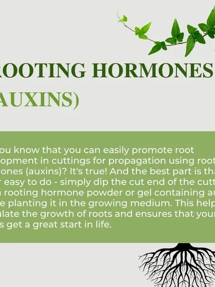 You can easily promote root development in cuttings using rooting hormones, or auxins. Simply dip the cut end into a rooting powder or gel before planting to give your new plants a great start in life.