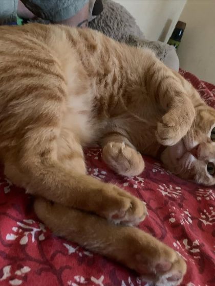 Ziggy asking for belly rubs with this pose. He's a total cuddle monster.