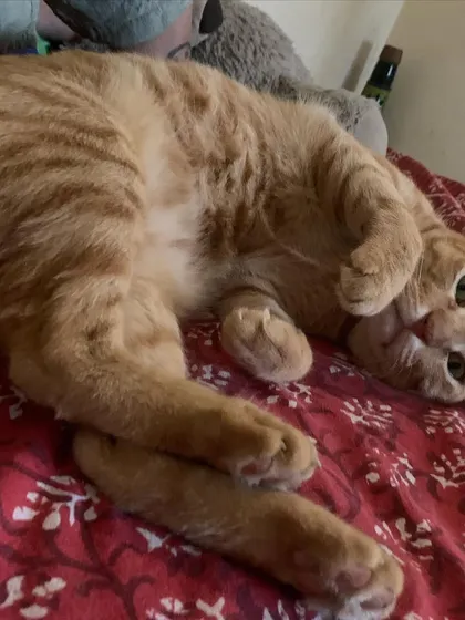 Ziggy asking for belly rubs with this pose. He's a total cuddle monster.