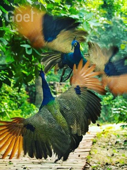 I see stories everywhere. This aerial fight between two peacocks reminds me of the new stars in world tennis, fighting for the top spot. It is a battle for dominance, a theme that is common in both the human world and the animal kingdom.